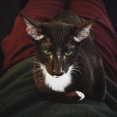 A black Oriental cat